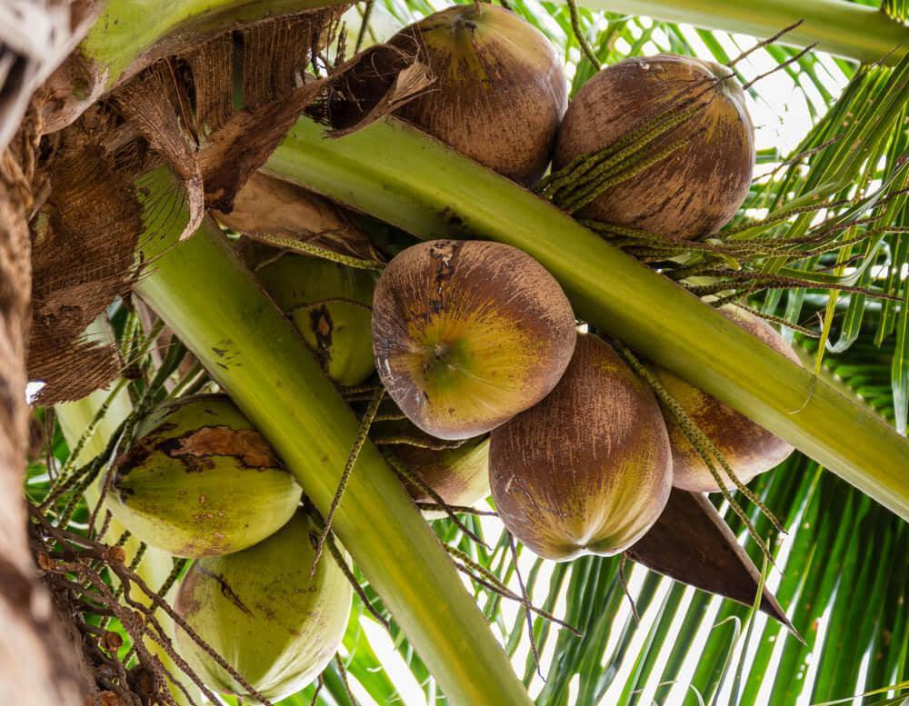 coconut for diabetics