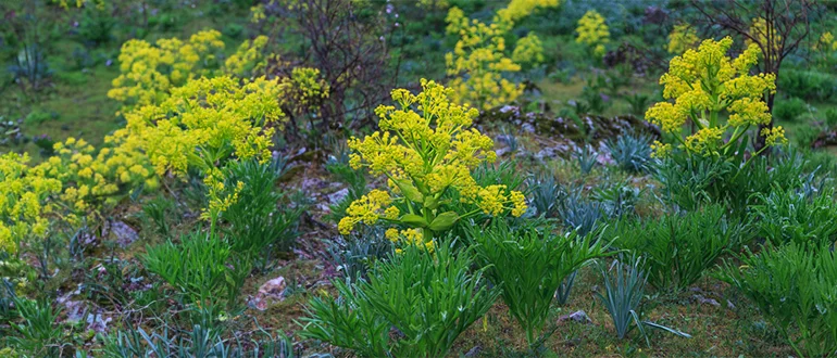 Is Asafoetida Good for Health?