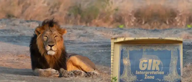 Gir Wildlife Sanctuary