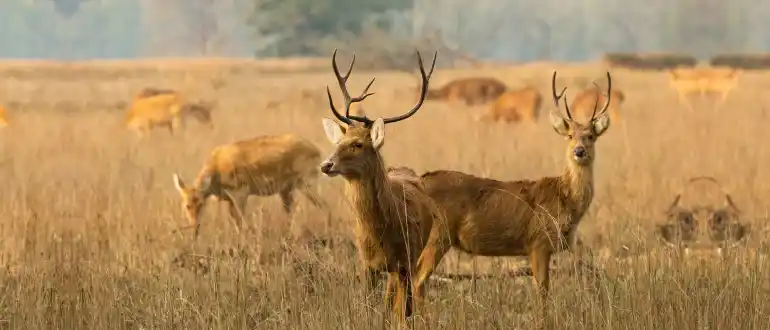 Kanha Kisli Tiger Reserve