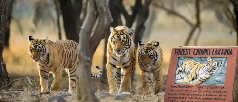 Ranthambore National Park